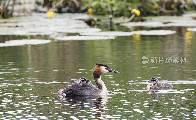 大冠毛鸊鷉(Podiceps cristatus)，有两个幼